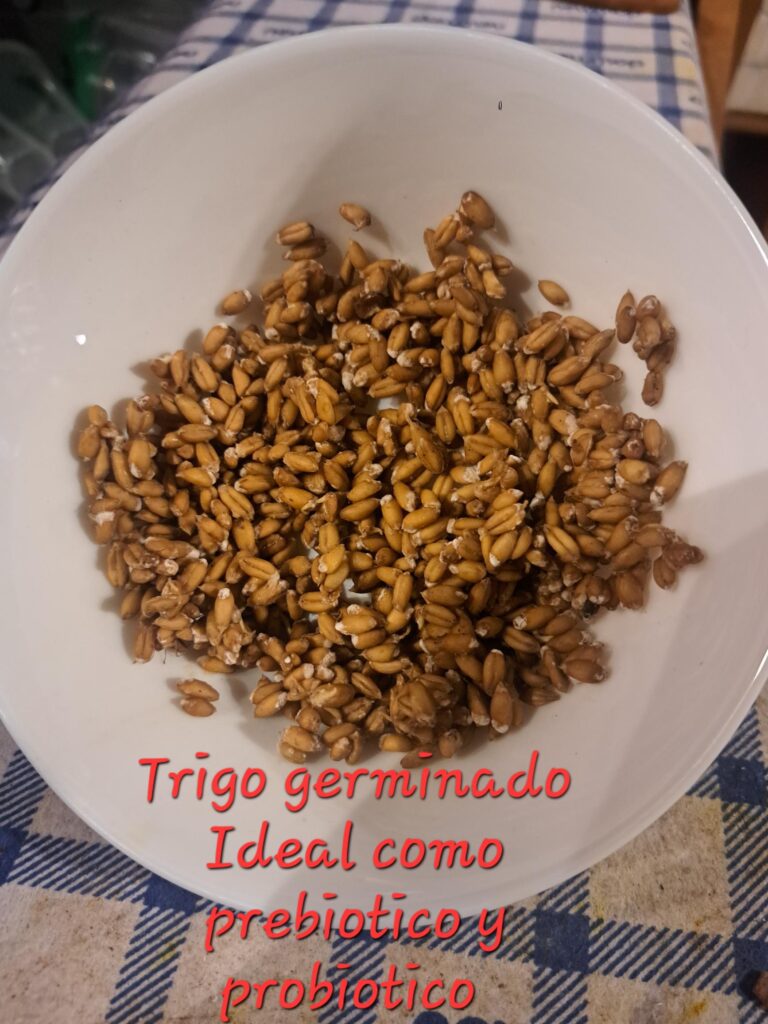 TRIGO GERMINANDO
