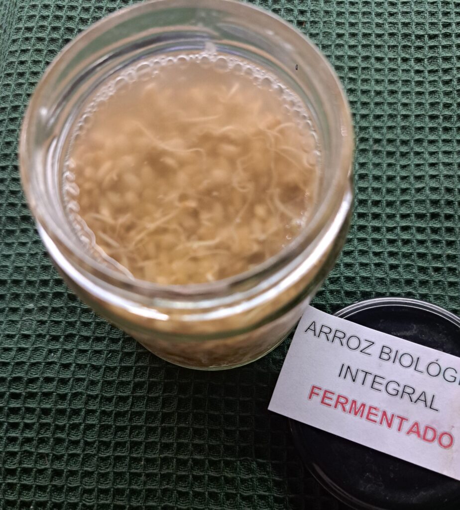 arroz integral germinado